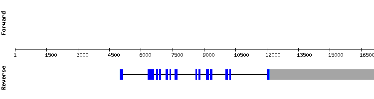 gene structure