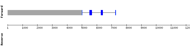 gene structure
