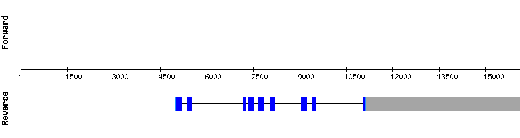 gene structure