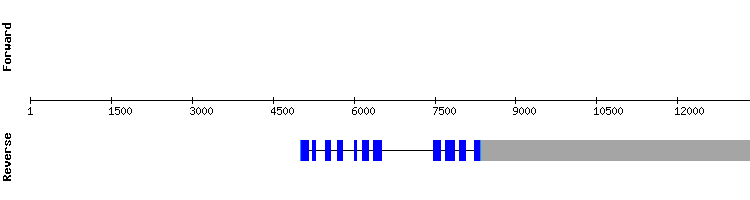 gene structure
