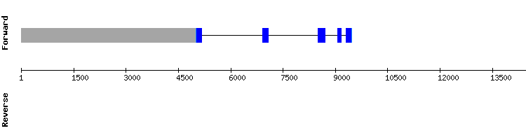 gene structure
