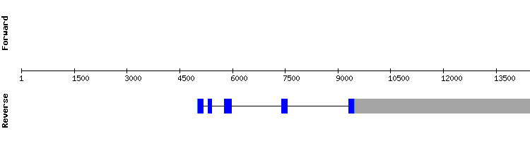 gene structure