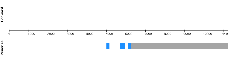 gene structure