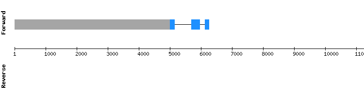 gene structure