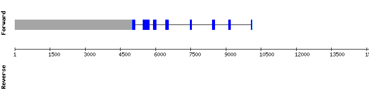 gene structure