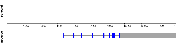 gene structure