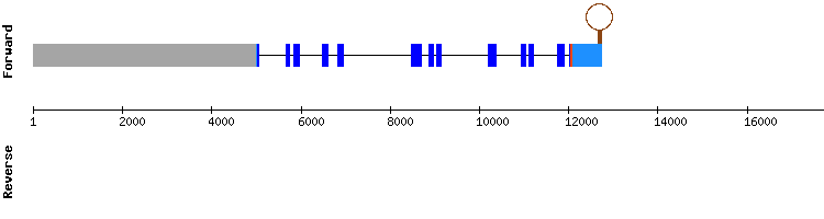 gene structure