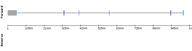 gene structure