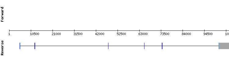 gene structure
