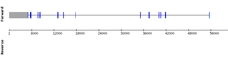 gene structure