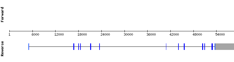 gene structure