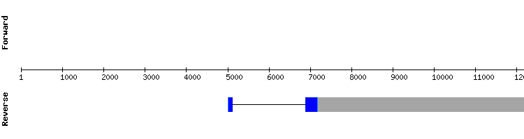 gene structure