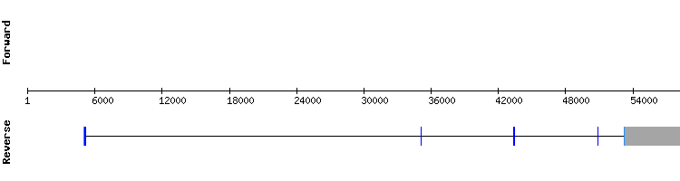 gene structure