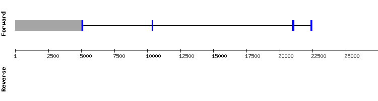 gene structure