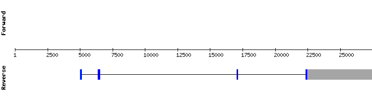 gene structure