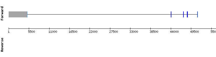 gene structure