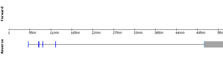 gene structure