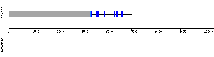 gene structure