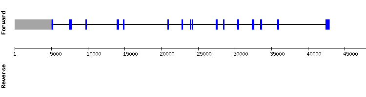 gene structure