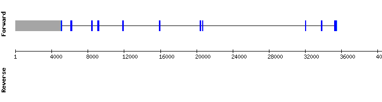 gene structure