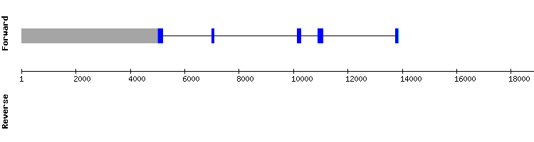 gene structure