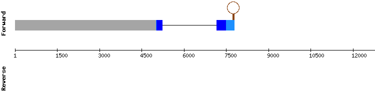 gene structure