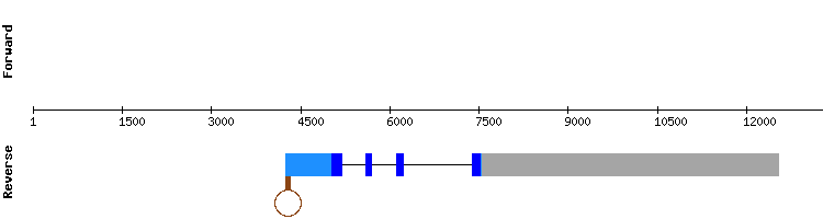 gene structure