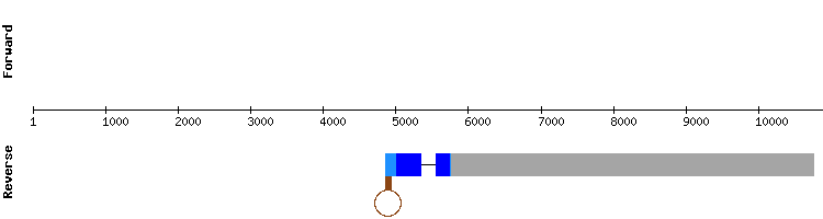 gene structure