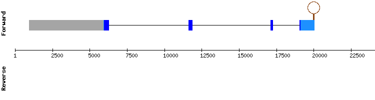 gene structure