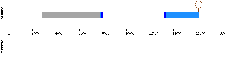 gene structure