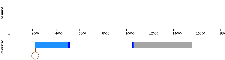 gene structure