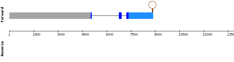gene structure