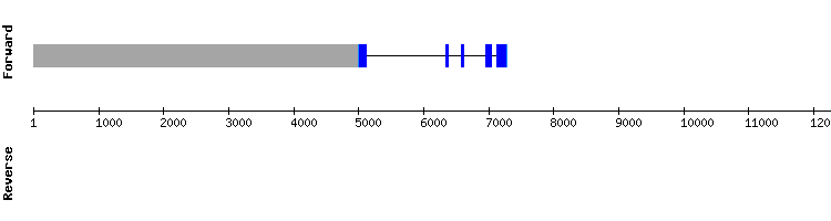 gene structure