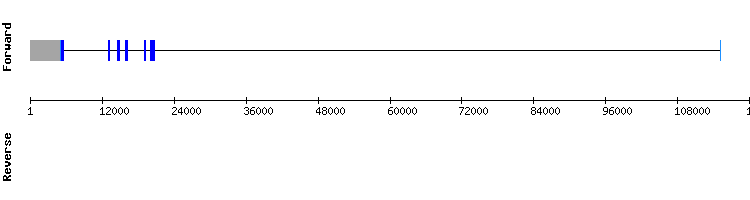 gene structure