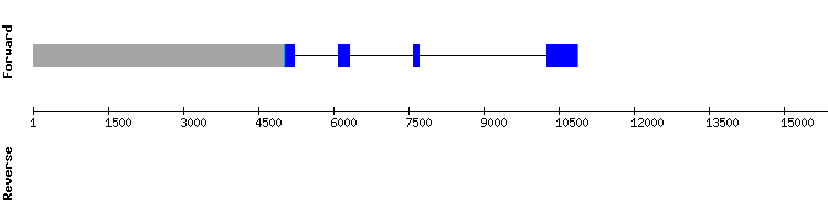gene structure