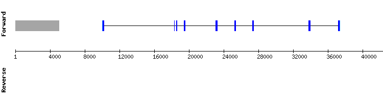 gene structure