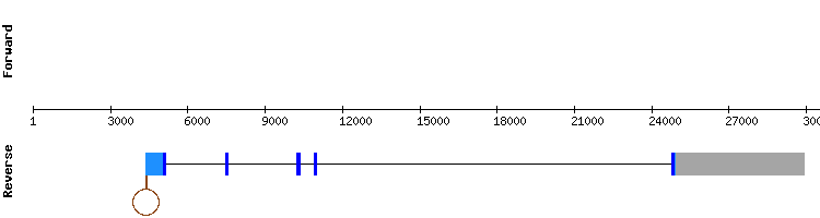 gene structure