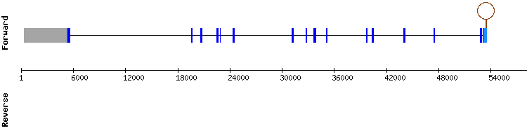 gene structure