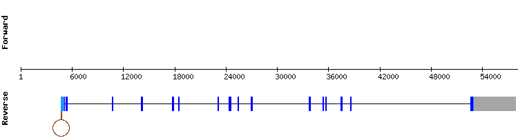gene structure