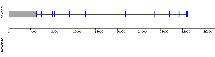 gene structure