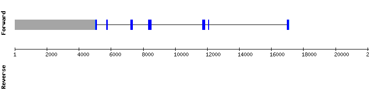 gene structure
