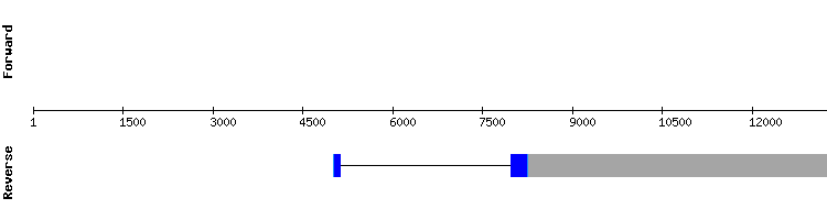 gene structure