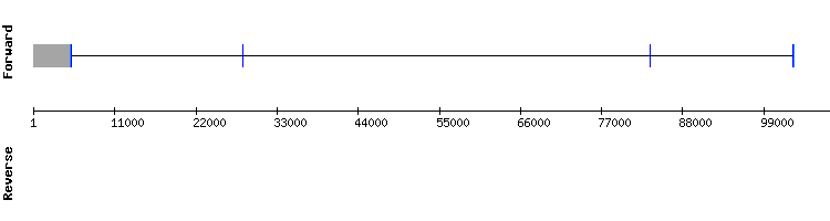 gene structure