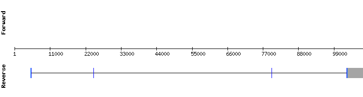 gene structure