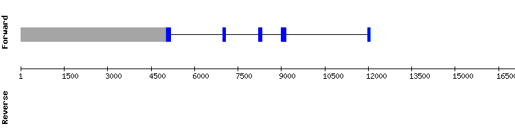 gene structure