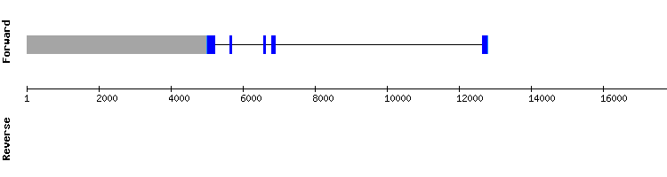 gene structure