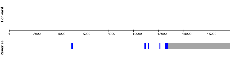 gene structure