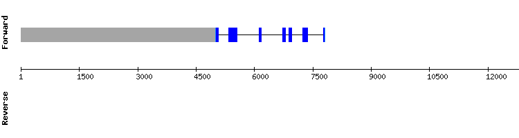 gene structure