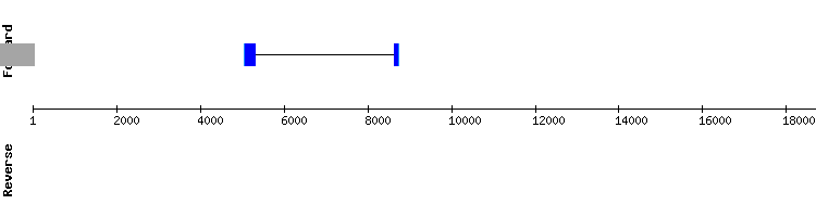 gene structure