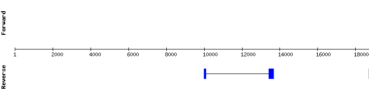 gene structure
